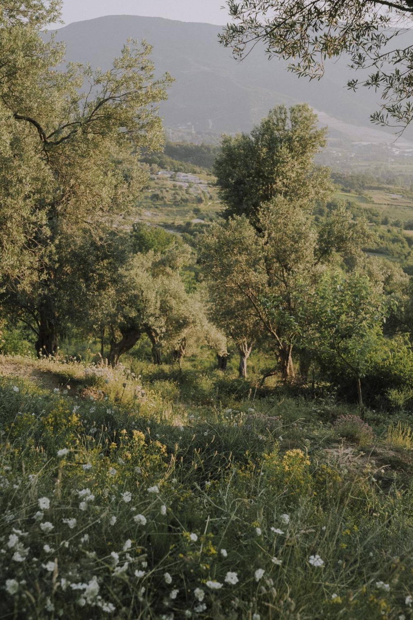 The House In The Village * Pellumbas